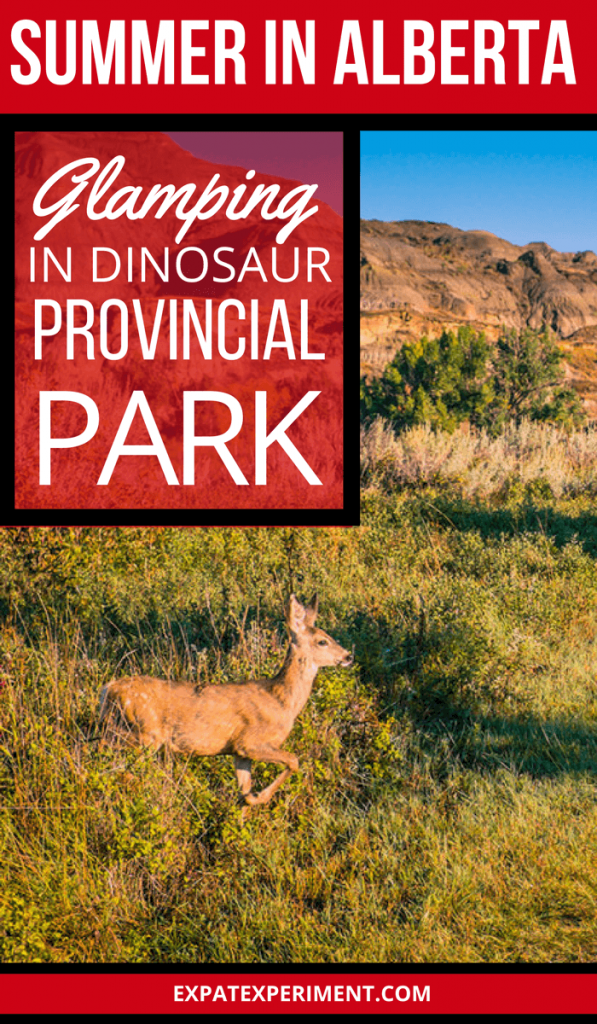 Dinosaur Provincial Park, a UNESCO World Heritage Site in the middle of Southern Alberta’s vast Badlands is enormous, almost 20000 acres, making it remote. Without a tent or a trailer, it’s a long way to find a place to stay for the night. Taking advantage of the comfort camping tents set up in the park is a great way to stay and enjoy all the park has to offer.
