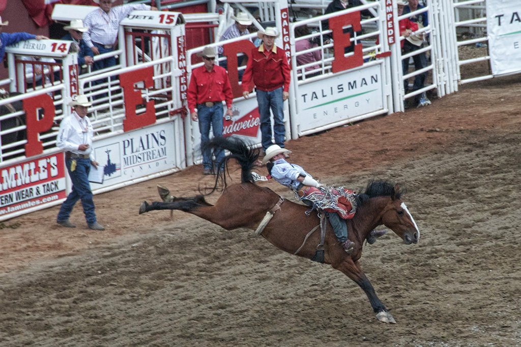 The rodeo at the Calgary Stampede- attractions in Calgary